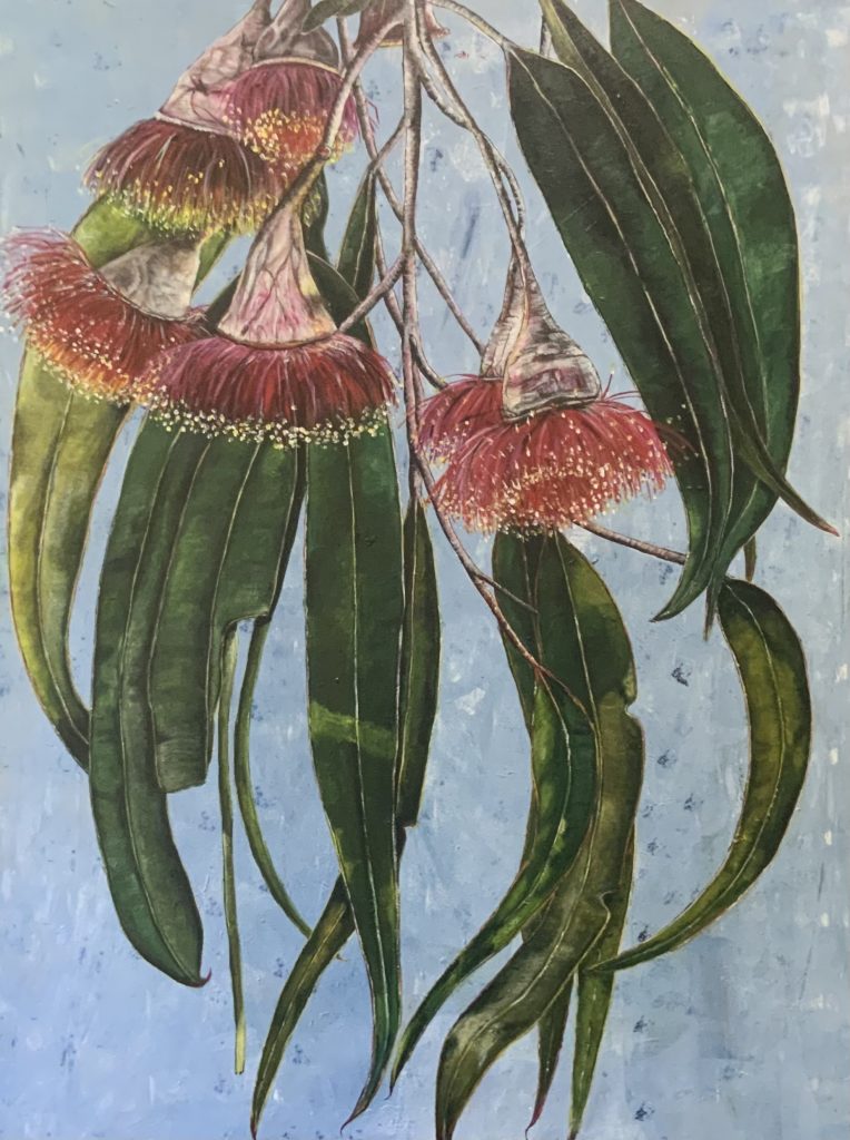 Gum Flowers at the bottom of my Garden